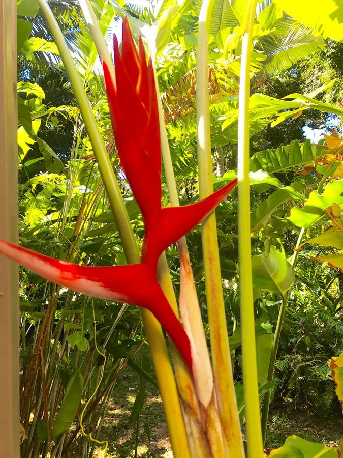 Daintree Magic Holiday House Cow Bay Exterior foto